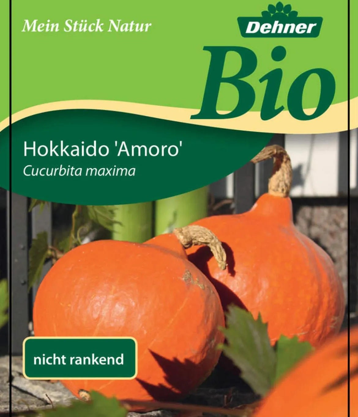 Bio Speisekürbis 'Hokkaido'