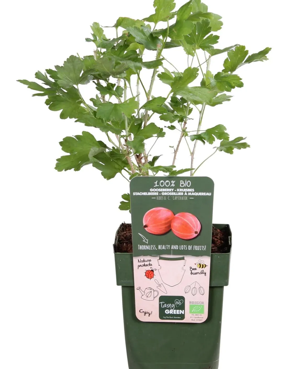 Bio Stachelbeere 'Captivator'