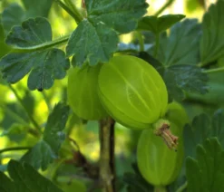 Bio Stachelbeere 'Easycrisp® Lady Sun®'