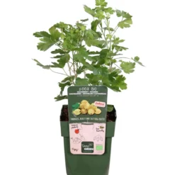 Bio Stachelbeere 'Easycrisp® Lady Sun®'