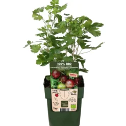 Bio Stachelbeere 'Easycrisp® Lady Late®'