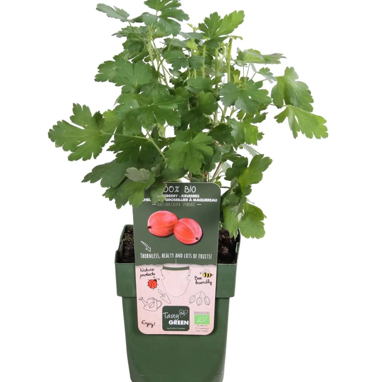Bio Stachelbeere 'Spinefree'