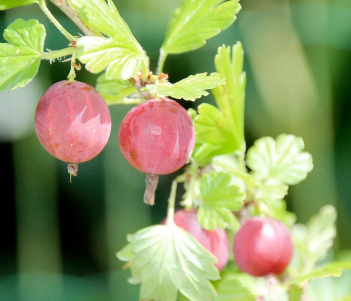 Bio Stachelbeere 'Spinefree'