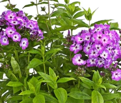 Bio Stauden-Phlox, blau