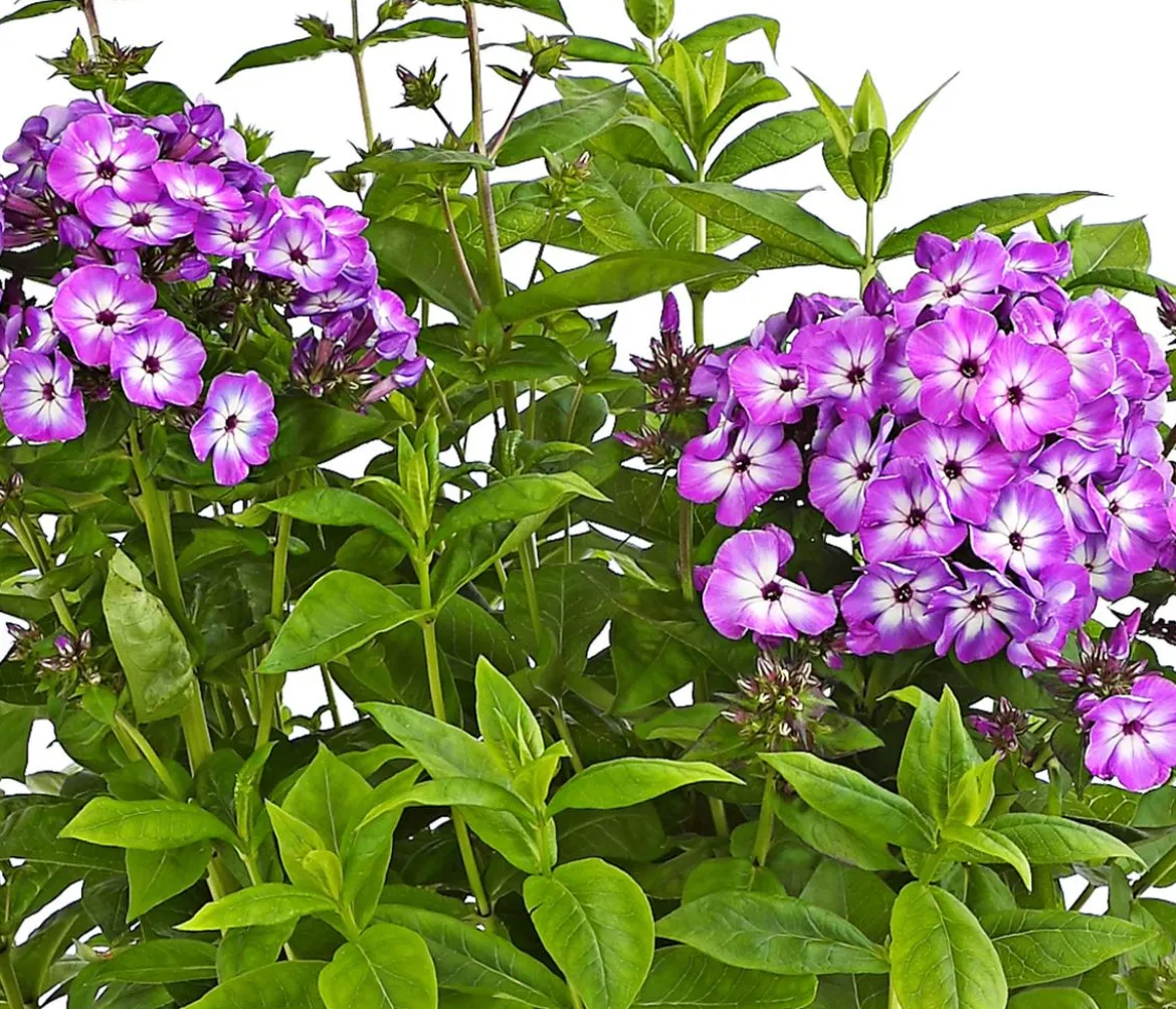 Bio Stauden-Phlox, blau