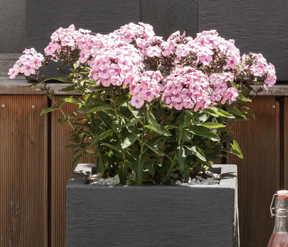 Bio Stauden-Phlox, rosa