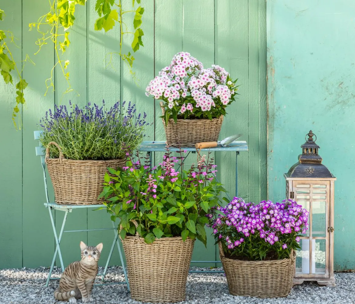 Bio Stauden-Phlox, rosa
