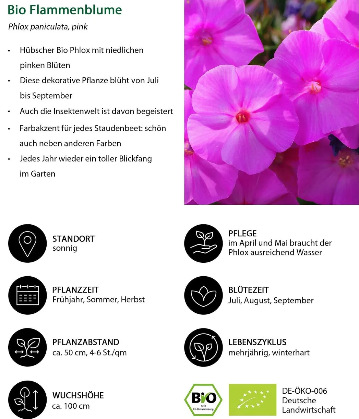 Bio Stauden-Phlox, rosa