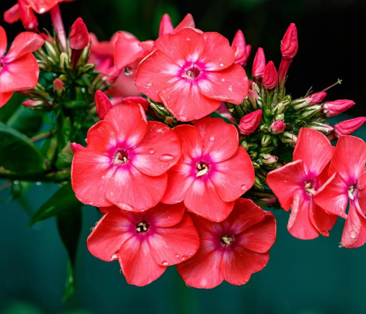 Bio Stauden-Phlox, rot