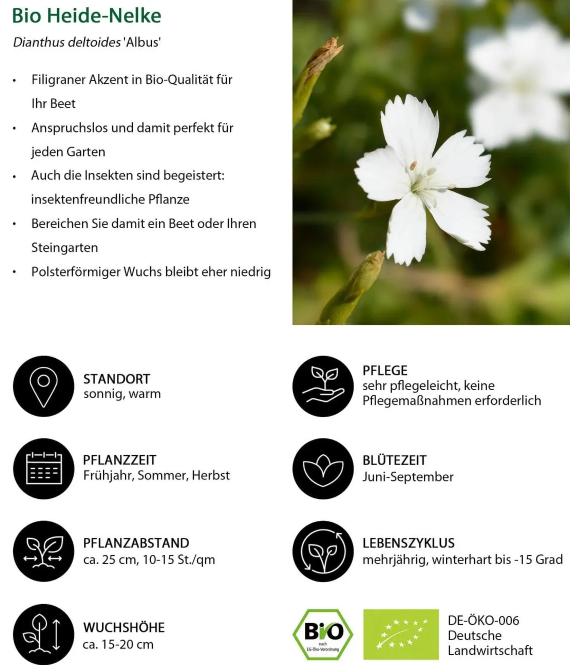 Bio Stauden-Set Alpengarten, 12-teilig