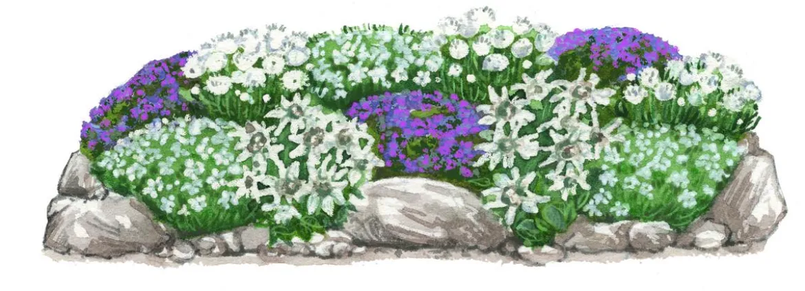 Bio Stauden-Set Alpengarten, 12-teilig