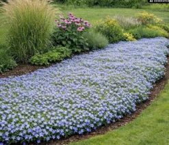 Bio Stauden-Set Blaues Meer, 12-teilig