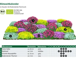 Bio Stauden-Set Bodendecker Patchwork, 24-teilig