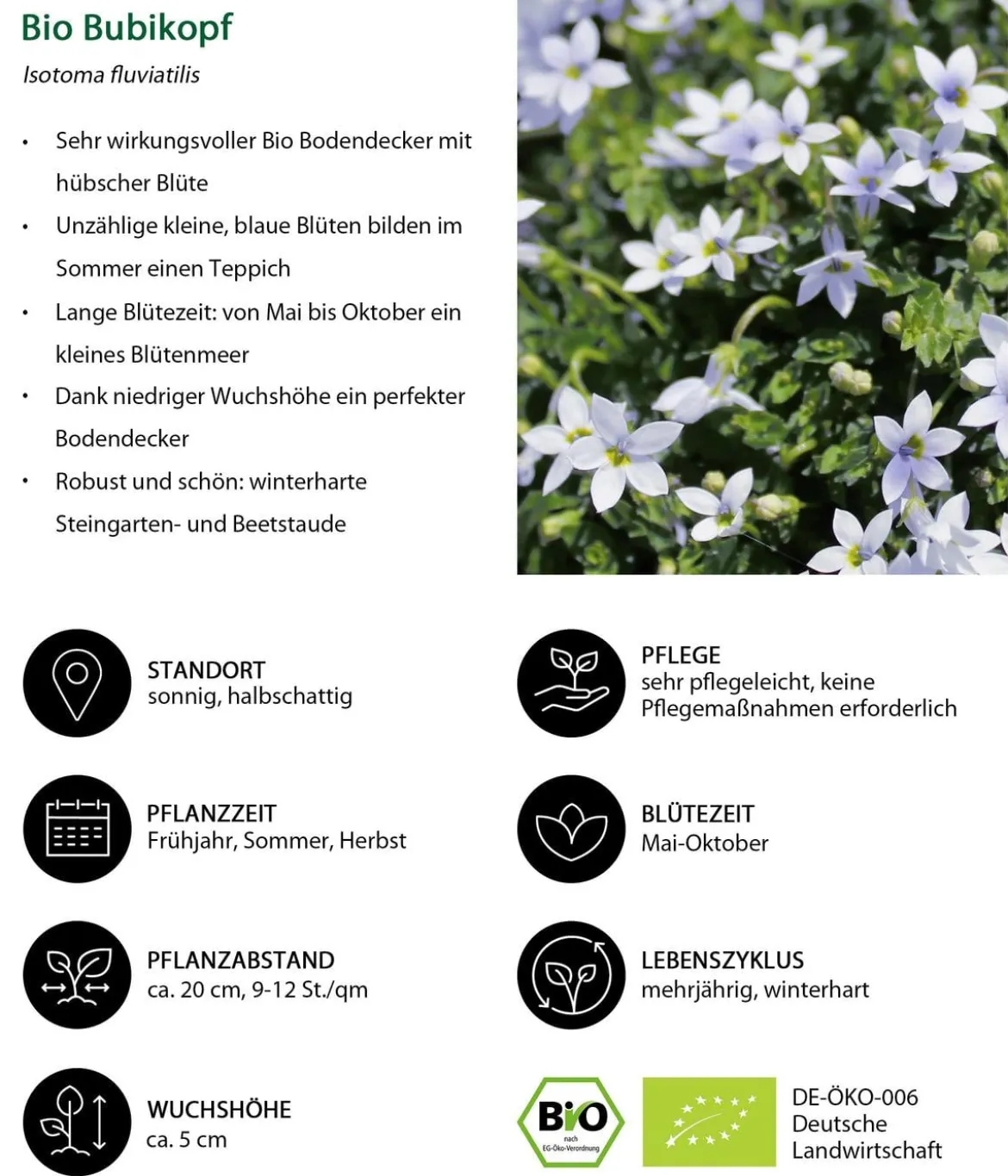 Bio Stauden-Set Bodendecker Patchwork, 24-teilig