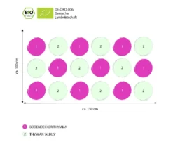 Bio Stauden-Set Duftender Thymian, 18-teilig