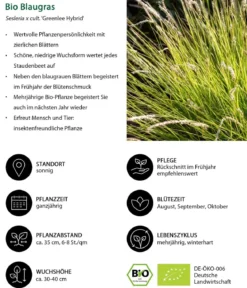 Bio Stauden-Set Einsteiger-Blütenmix, 24-teilig