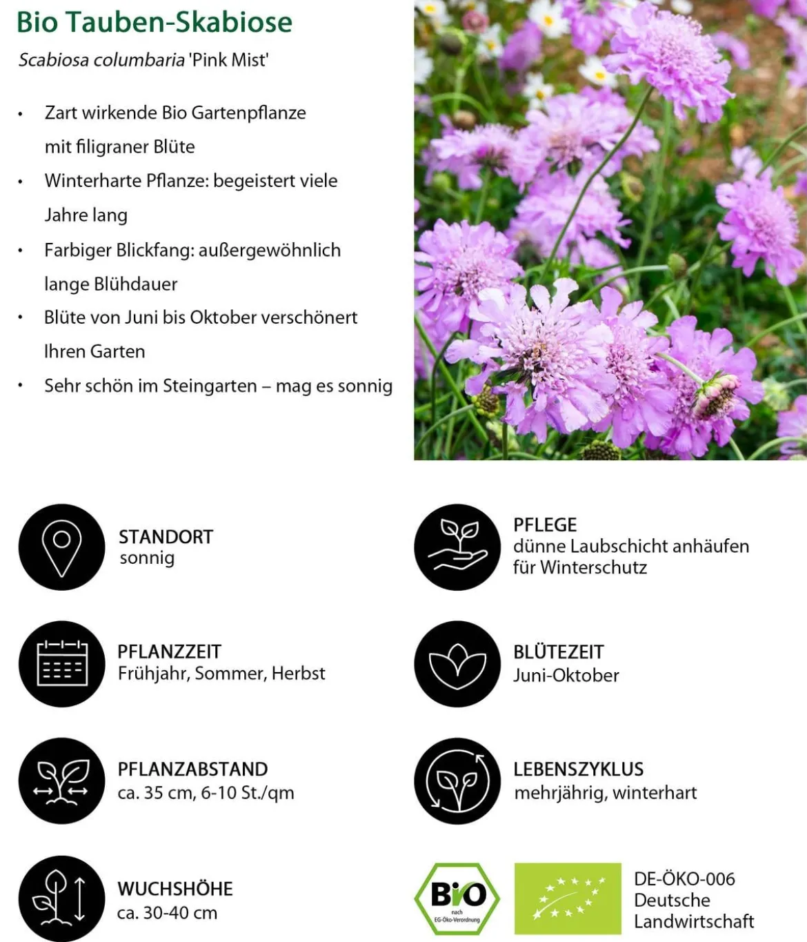 Bio Stauden-Set Einsteiger-Blütenmix, 24-teilig
