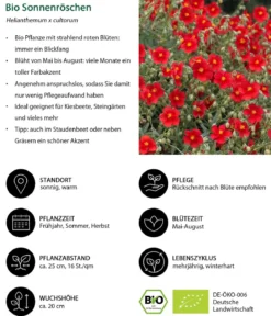 Bio Stauden-Set Feuerwerk im Garten, Landlust Kollektion, 12-teilig