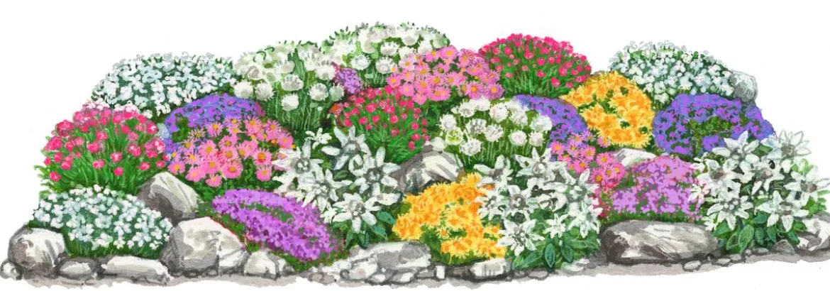 Bio Stauden-Set Großer Alpengarten, 24-teilig