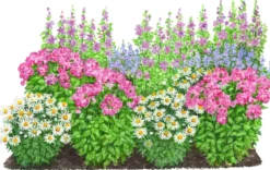 Bio Stauden-Set Landhausgarten, 12-teilig