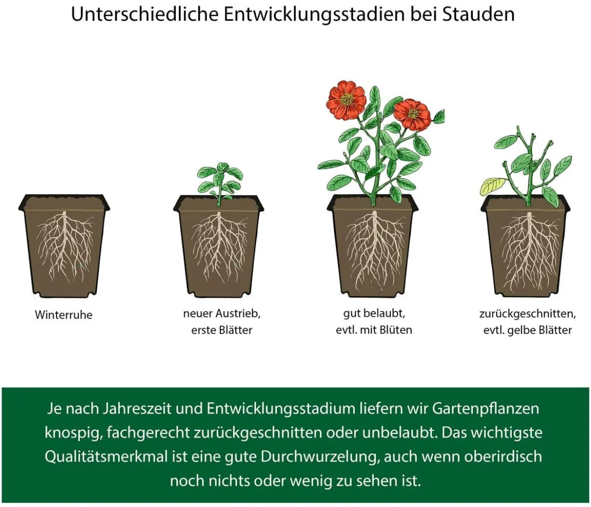 Bio Stauden-Set Rosenfreunde, Landlust Kollektion, 18-teilig