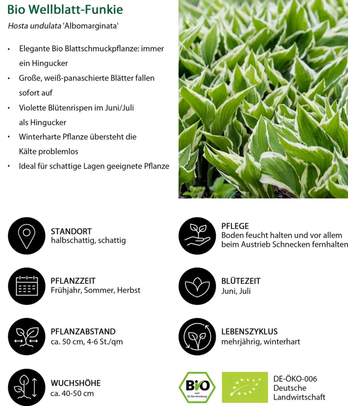 Bio Stauden-Set Schattengarten Weiße Akzente, 12-teilig