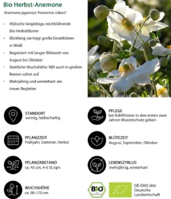 Bio Stauden-Set Schattengarten Weiße Akzente, 12-teilig