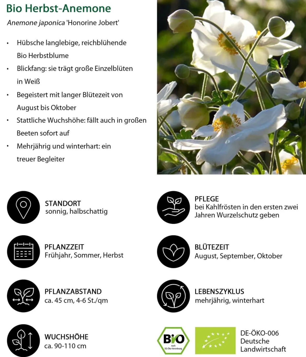 Bio Stauden-Set Schattengarten Weiße Akzente, 12-teilig