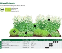 Bio Stauden-Set Schattengarten Weiße Akzente, 12-teilig