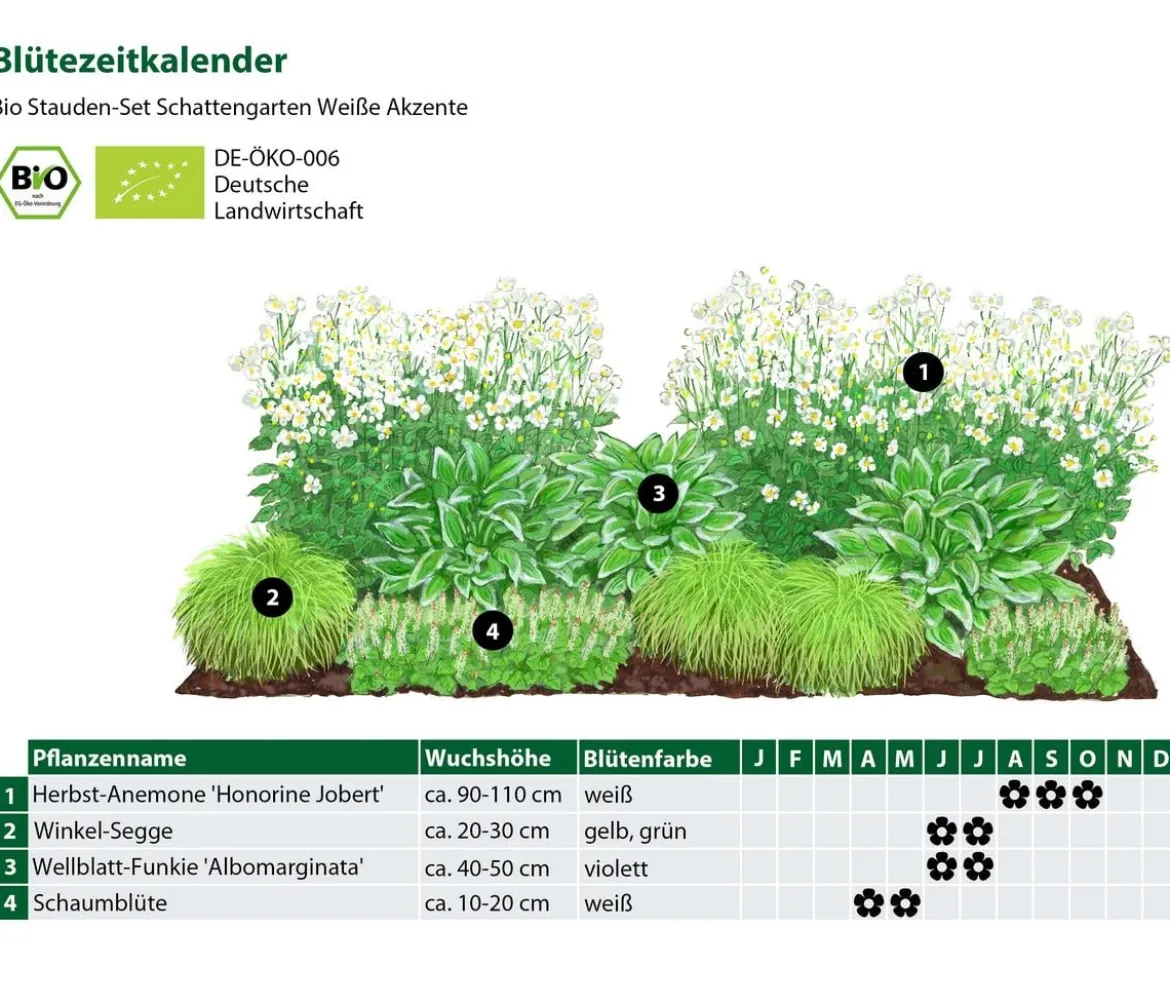 Bio Stauden-Set Schattengarten Weiße Akzente, 12-teilig