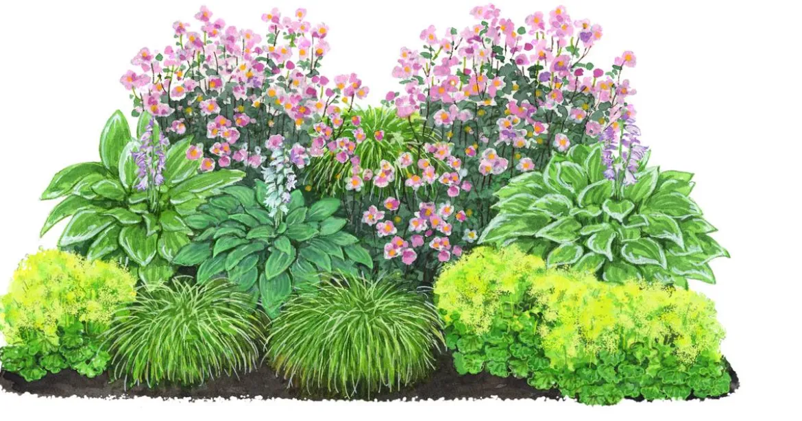 Bio Stauden-Set Schattengarten, 12-teilig