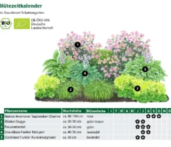 Bio Stauden-Set Schattengarten, 12-teilig