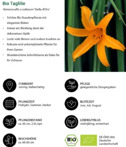 Bio Stauden-Set Sommerglück, 24-teilig