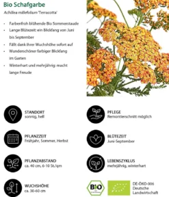 Bio Stauden-Set Sommerglück, 24-teilig