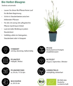 Bio Stauden-Set Sommerglück, 24-teilig