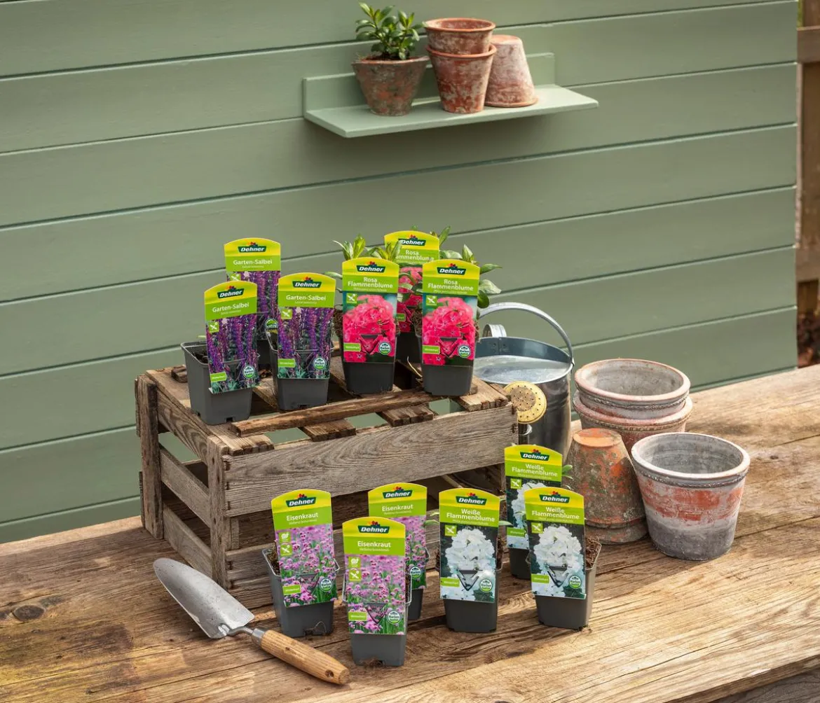 Bio Stauden-Set Sommerpracht, 12-teilig