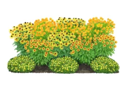 Bio Stauden-Set Sonnenanbeter, 12-teilig