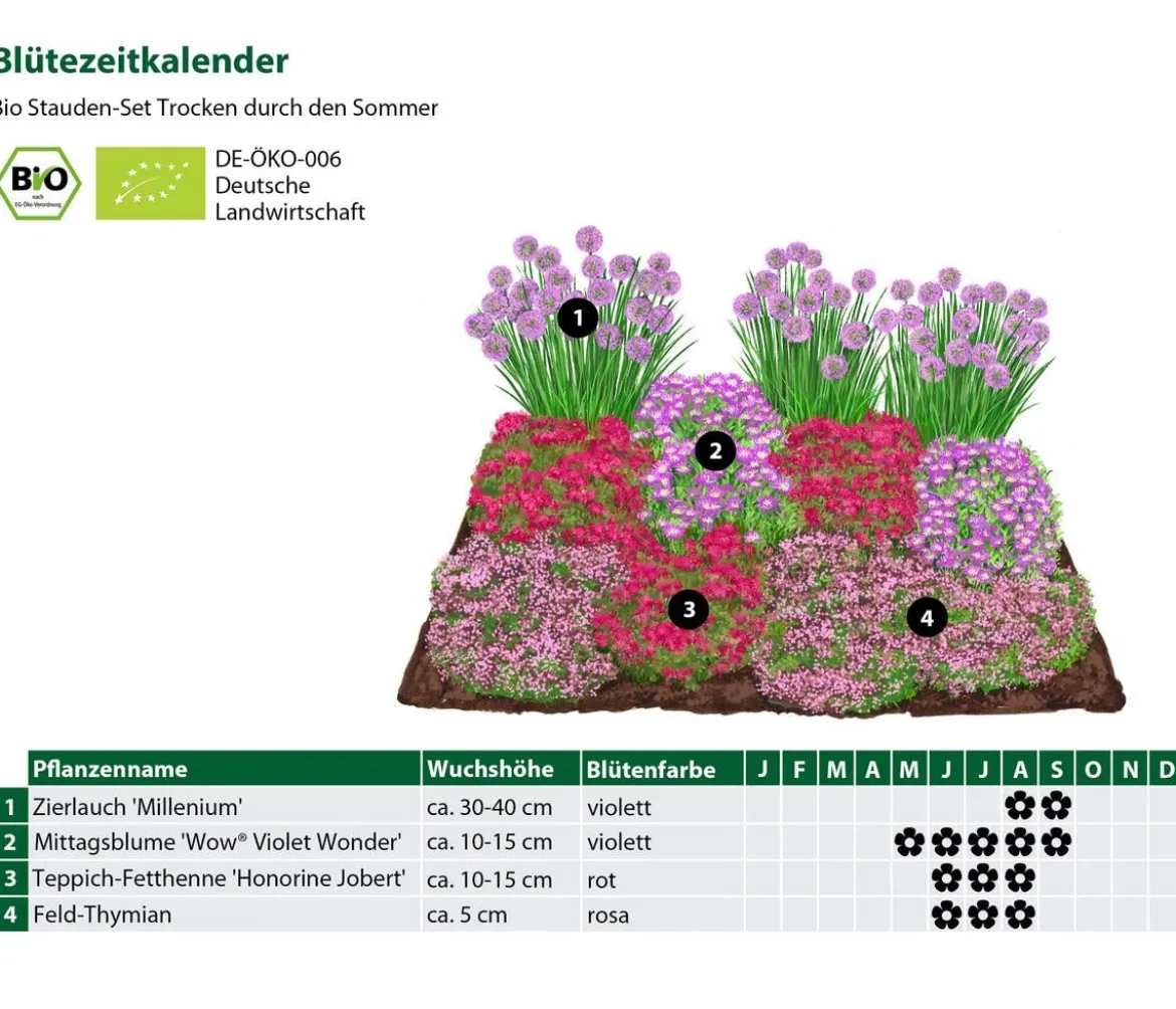 Bio Stauden-Set Trocken durch den Sommer, 12-teilig