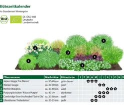 Bio Stauden-Set Wintergrün, 18-teilig