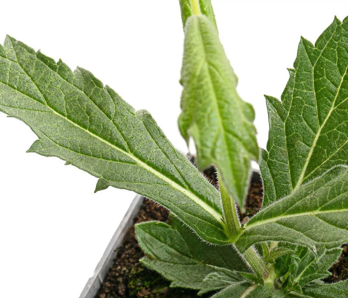Bio Steifes Eisenkraut 'Venosa'