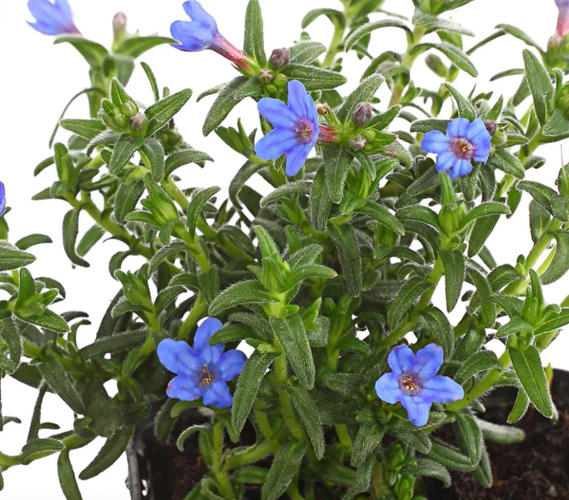 Bio Steinsame 'Heavenly Blue'