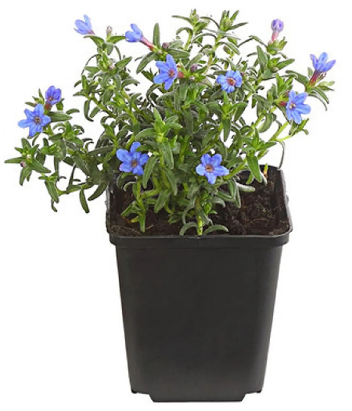 Bio Steinsame 'Heavenly Blue'