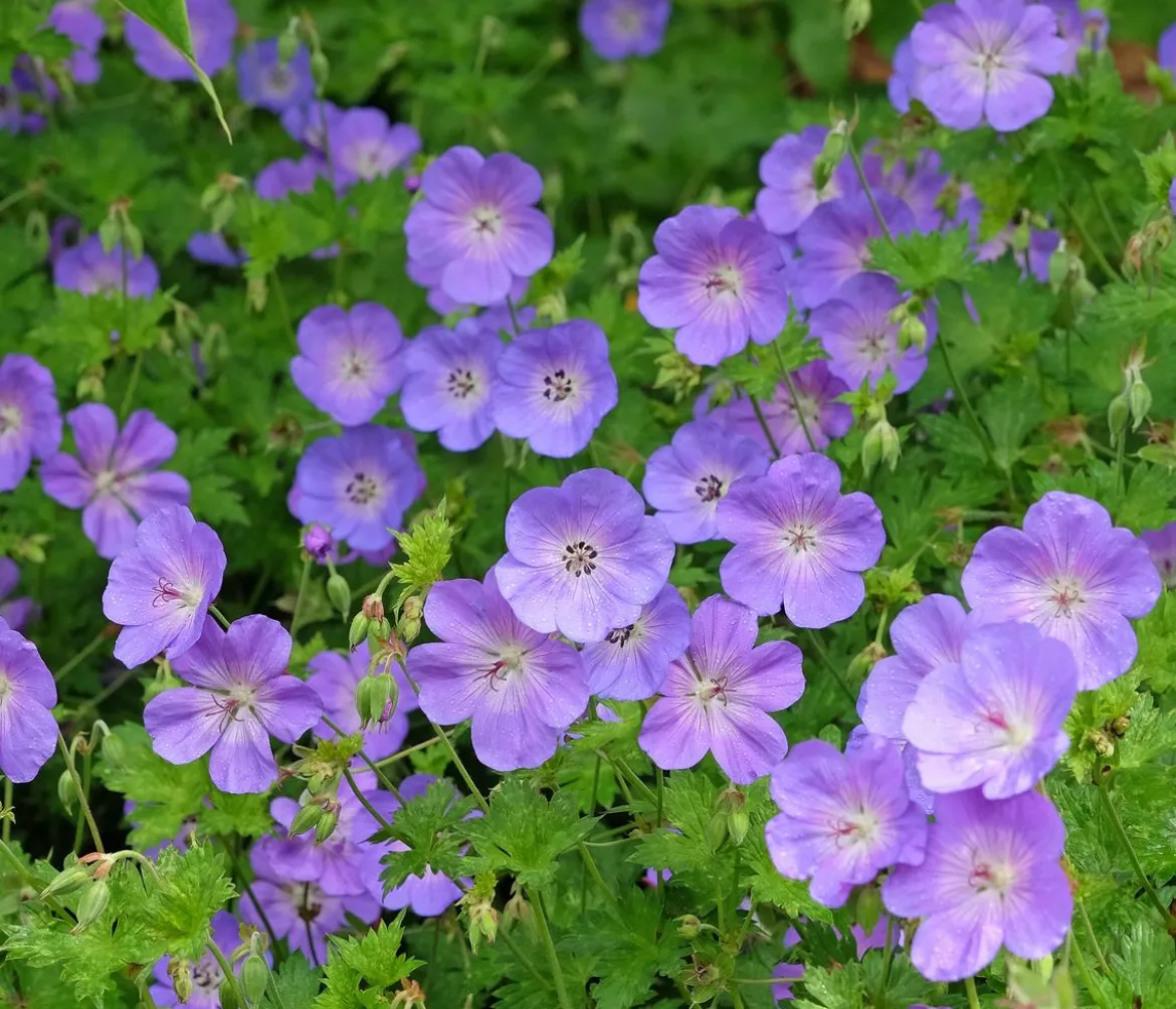 Bio Storchschnabel 'Rozanne®'