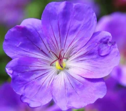 Bio Storchschnabel 'Rozanne®'