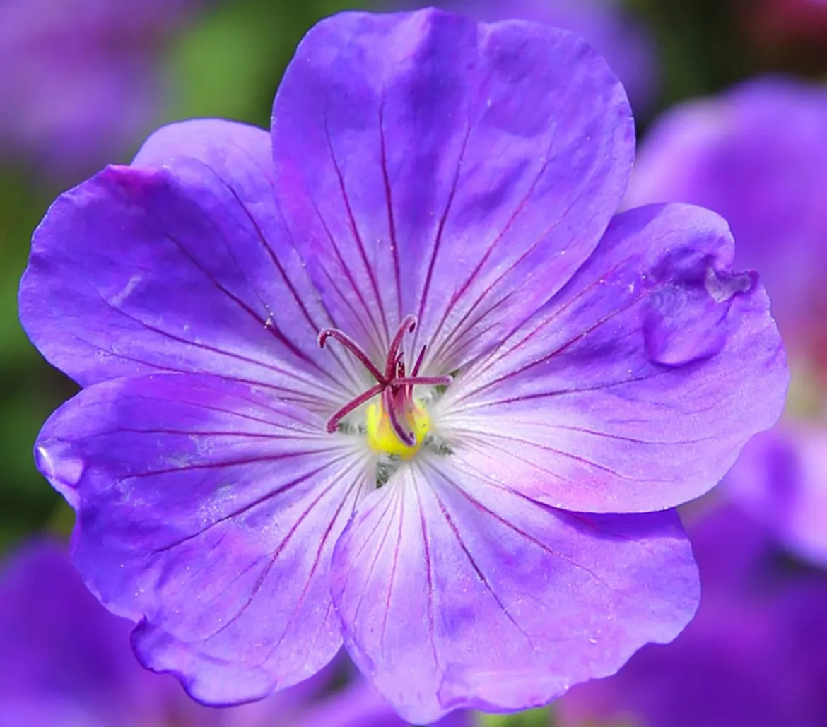 Bio Storchschnabel 'Rozanne®'