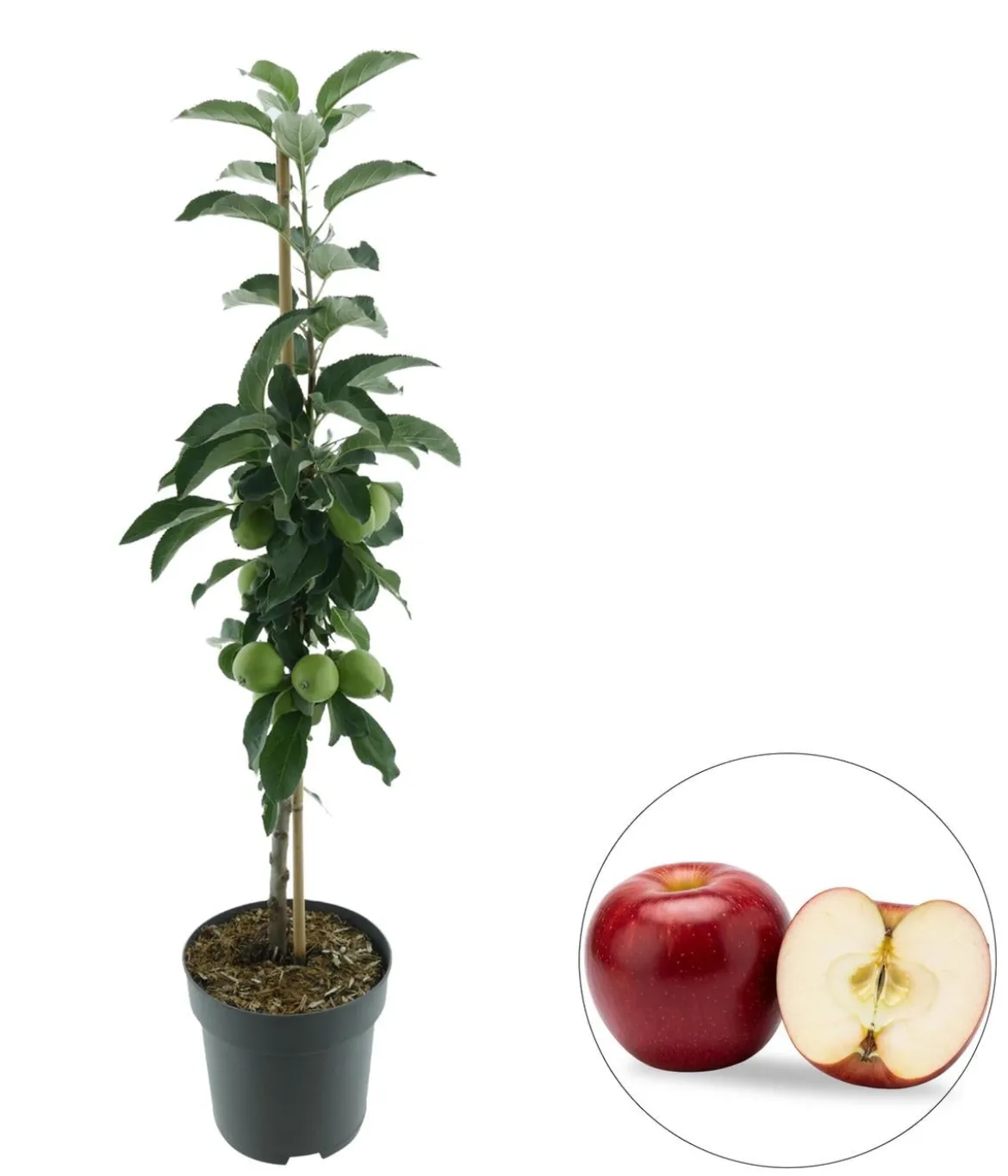 Bio Säulenapfel 'Redcats' ®, Landlust Kollektion