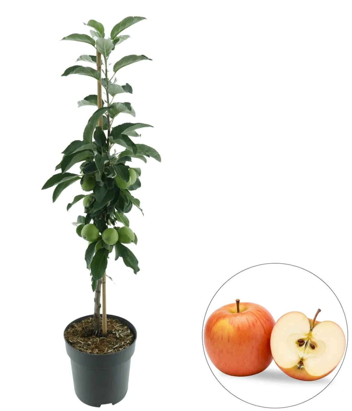 Bio Säulenapfel 'Suncats' ®, Landlust Kollektion