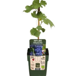 Bio Tafeltraube 'Boskoop Glory'