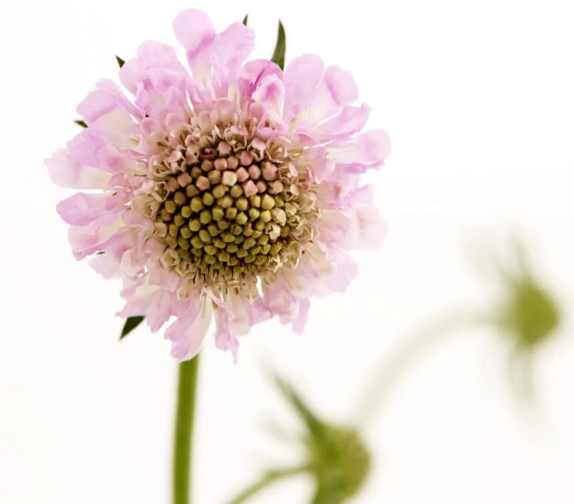 Bio Tauben-Skabiose 'Pink Mist'
