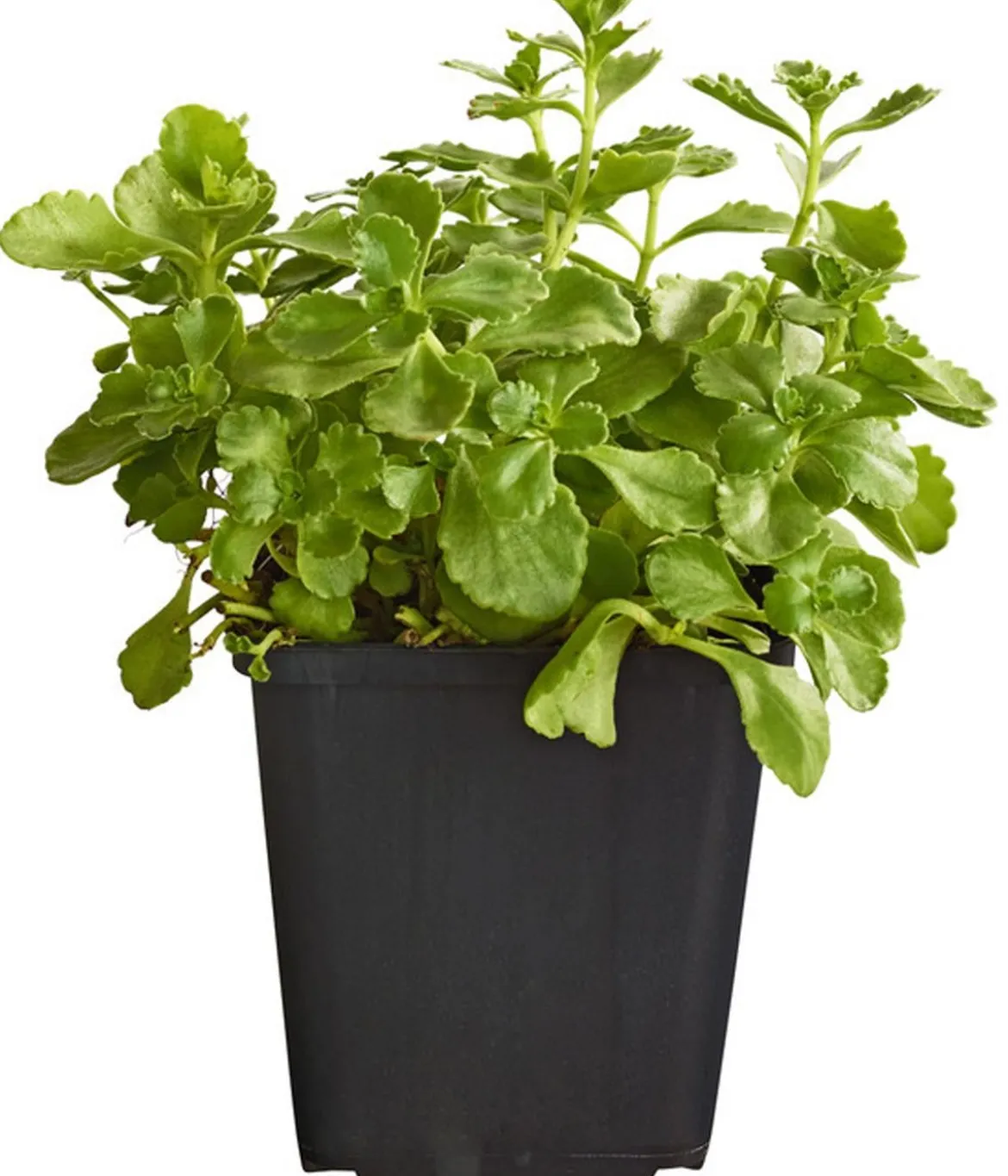 Bio Teppich-Fetthenne 'Purpur Winter'